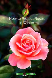 How To Protect Roses In Winter Gardening Tips Rose Plant Care Planting Roses Propagating Roses