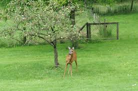 Ohne große scheu spazierten die rehe gestern durch den garten. Wild Im Garten Rehe Jetzt Selbst Auf Der Pirsch