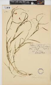 Image result for Kotschya strobilantha