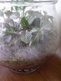Maybe you would like to learn more about one of these? Ask A Question Forum Mold In My Terrarium Garden Org