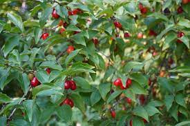 The term dogwood winter, in colloquial use in the american southeast, is sometimes used to describe a cold snap in spring, presumably because farmers believed it was not safe to plant their crops until after the dogwoods blossomed. Cornelian Cherry Dogwood Putting On A Fruity Show Bygl
