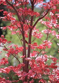 There are some varieties with darker red and of course most of them are this wonderful white collar as well. Bird In Pink Dogwood Tree Dogwood Trees Flowering Trees Trees To Plant