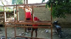 Ayamfuzziblog Ukuran Kandang Ayam Bangkok Yang Ideal