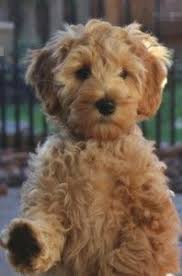 Click the button below to see our available puppies! Australian Labradoodle Puppies Breeder Guardian Home Oregon Portland Labradoodle Labradoodle Puppy Puppies