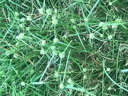 Weed identification perennials 1 is for common perennial broadleaf weeds, weed identification weed control begins with weed identification and understanding how weeds grow, because different. Help Identify This Weed With Pics Doityourself Com Community Forums