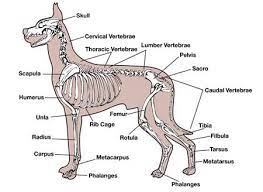 Do dogs have a collarbone dog discoveries. The Anatomy Of Your Dog Or Cat Dog Anatomy Dog Leg Animal Hospital