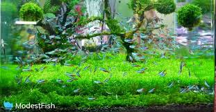 See more ideas about fish tank, aquarium design, aquarium. 15 Nano Freshwater Fish For Your Aquairum Flagship Choices 2020