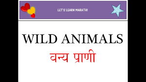 Wild Animals In Marathi Vanya Prani Learn Wild Animals In Marathi Youtube