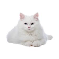 Kot5 Png White Cats White Cat Stickers Cats