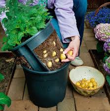 Potatopot Fur Die Kartoffelernte Im Topf Zubehor Fur Den Gemuseanbau Zubehor Ahrens Sieberz Gemuseanbau In Kubeln Gemuse Anbauen Kartoffeln Wachsen