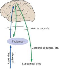 Image result for Cerebral Subcortex