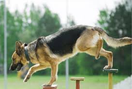 How Much Does A German Shepherd Cost Prices Puppy Expenses