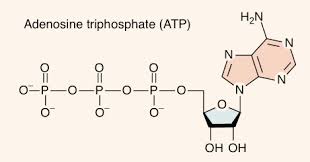 Atp is made in a condensation reaction between adp (adenosine diphosphate) and and inorganic phosphate group (pi) and is. Einfuhrung In Die Zellatmung Und Redoxreaktionen Artikel Khan Academy