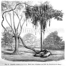 Image result for Entada stuhlmannii