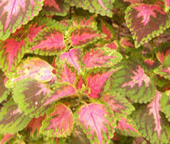 Image result for Coleus shirensis