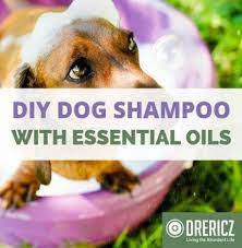 Diy Dog Shampoo Dandruff Essential Oils 17 Ideas Diy Dog Shampoo Essential Oils Dogs Dog Shampoo