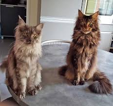 Main coon, maine coon cat. Faut Il Laisser Sortir Son Chat A L Exterieur Les Chats Donnent Leur Avis