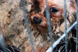 Es stellte sich heraus, dass er von kind auf an in einem dunklen verlies bei wasser und brot gehalten wurde. Beschlagnahmung Pfotenhilfe Ungarn E V Hilfe Und Vermittlung Fur Tiere Aus Ungarn Tierschutz Schutzimpfungen Herrenlose Tiere Schutz Tierhaltung Vermittlung Betreuung Patenschaften