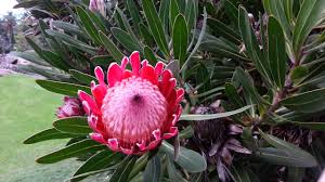 Image result for Protea enervis
