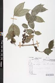 Image result for Cremaspora triflora