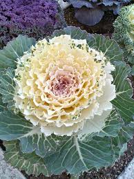 Image result for Brassica