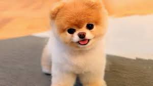 10 Razas De Perros Mas Tiernos E Irresistibles Que Existen En lo que sigue a continuacion, vamos a compartir con todos ustedes en nuestro blog, una serie de fondos con imagenes de perritos con frases de distintos temas. 10 razas de perros mas tiernos e