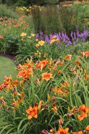 In groups of 3 or 5, daylilies are ideal for landscape plantings, especially when paired with ornamental grasses and small shrubs. 5 Tips For Growing Daylilies Longfield Gardens