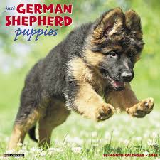 Healthy, purebred german shepherd puppies directly from ethical breeders. Just German Shepherd Puppies 2018 Calendar Willow Creek Press 0709786040995 Amazon Com Books