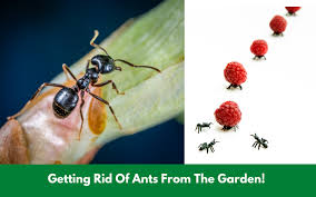 Maybe you would like to learn more about one of these? How To Get Rid Of Ants Remove Ants From Your Garden Pet Friendly