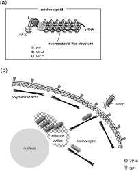 This enzyme cuts the polyproteins translated from viral rna to yield functional viral proteins. A Live Cell Imaging System For Visualizing The Transport Of Marburg Virus Nucleocapsid Like Structures Virology Journal Full Text