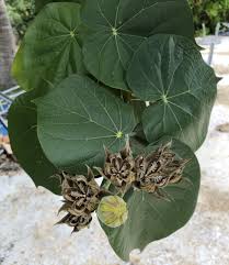 Image result for Hibiscus tiliaceus