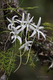 Image result for Mystacidium