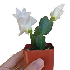 Christmas Cactus Winter Bloom Holiday Cactus Sale Succulents Box