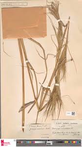 Image result for Heteropogon melanocarpus