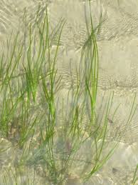 Image result for Zosteraceae