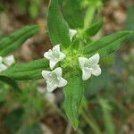 Image result for Spermacoce senensis