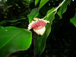 Image result for Napoleonaea angolensis