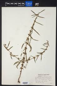 Image result for Nesaea dinteri