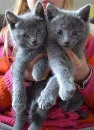 Nebelung Blauwe Rus Variant Kittens 7 Weeks Nebelung Cattery En Blauwe Rus Variant Felino