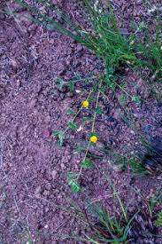 Image result for Rhynchosia micrantha