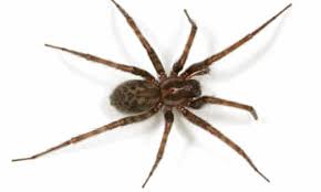 Causing the flesh to rot as with brown recluse. Hairy Scary And Lethal How Dangerous Are Britain S Household Spiders Insects The Guardian