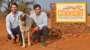 We did not find results for: Canadian Vet Students Pursue Their Passion Cheetah Conservation Fund Canada