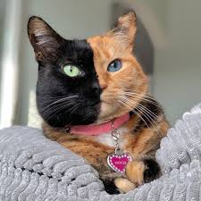 Venus the Two Face Cat (@venustwofacecat) • Instagram photos and videos