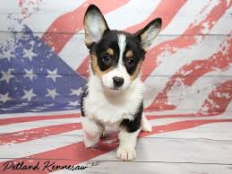 He gets along great with children and other pets. Petland Has The Corgi Puppies For Sale You Ve Been Searching For Petland Kennesaw