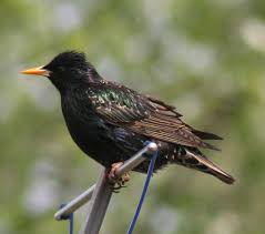 Check spelling or type a new query. Get Starlings Out Of The Yard Columbus Bird Removal