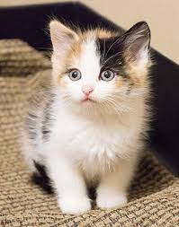 Find your new best friend here. Chicago Il Calico Meet Meg A Pet For Adoption