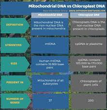 Difference Between Mitochondrial Dna And Chloroplast Dna 3 Mitochondrial Dna Mitochondrial Brain Facts