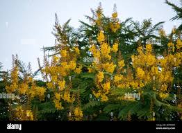 Image result for Peltophorum dubium