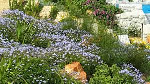 Fynbos Gardens Hermanus Fynbos Waterwise Garden Drought Tolerant Garden