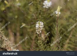 Image result for Hebenstretia angolensis